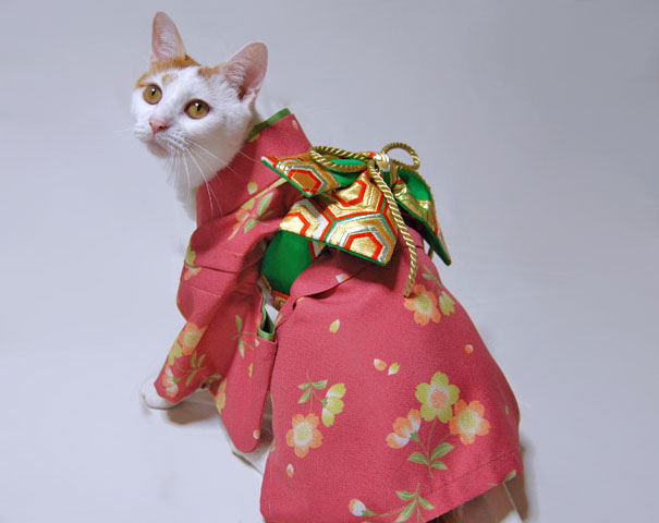 A macskák kimonóban feszítenek Japánban