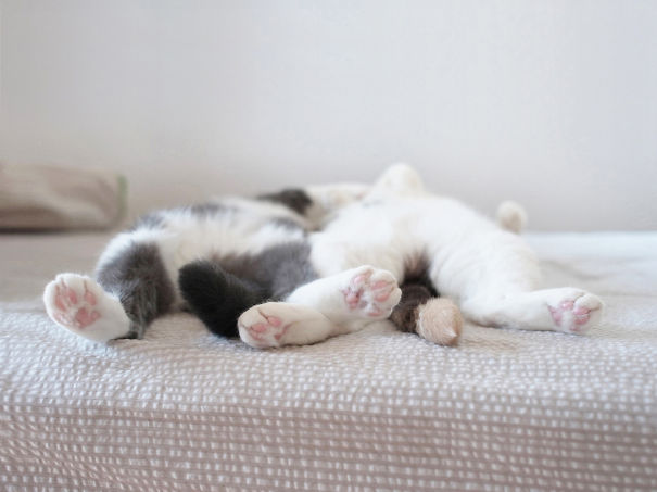 Cuki képek alvó macskákról