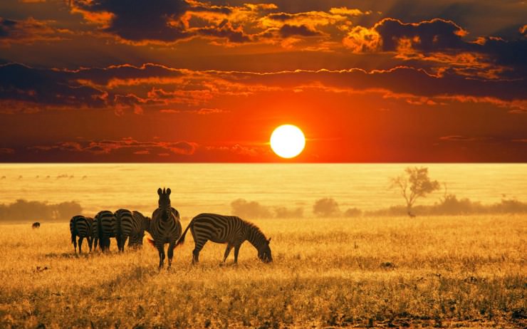 Irány a vadon - Barangolás az Afrikai Serengeti Nemzeti Parkban