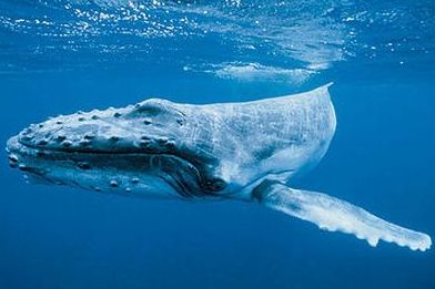 Nőtt a hosszúszárnyú bálnák populációja