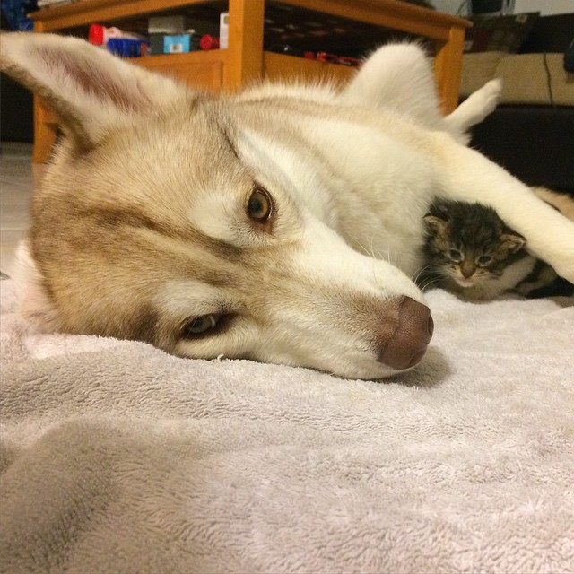 husky-dog-mother-rescues-kitten-lilo-rosie-3