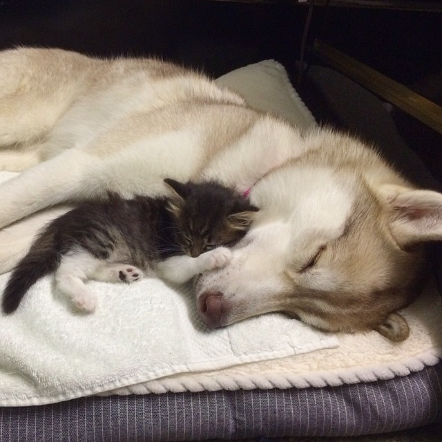 husky-dog-mother-rescues-kitten-lilo-rosie-4