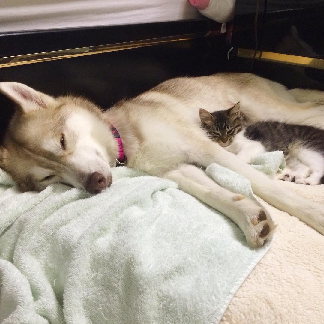 A család kutyája visszahozta az életbe a beteg kiscicát