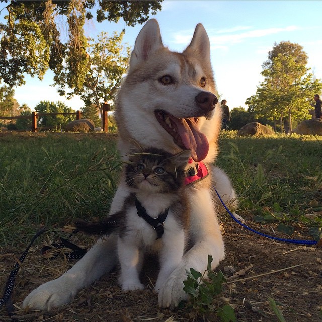husky-dog-mother-rescues-kitten-lilo-rosie-9