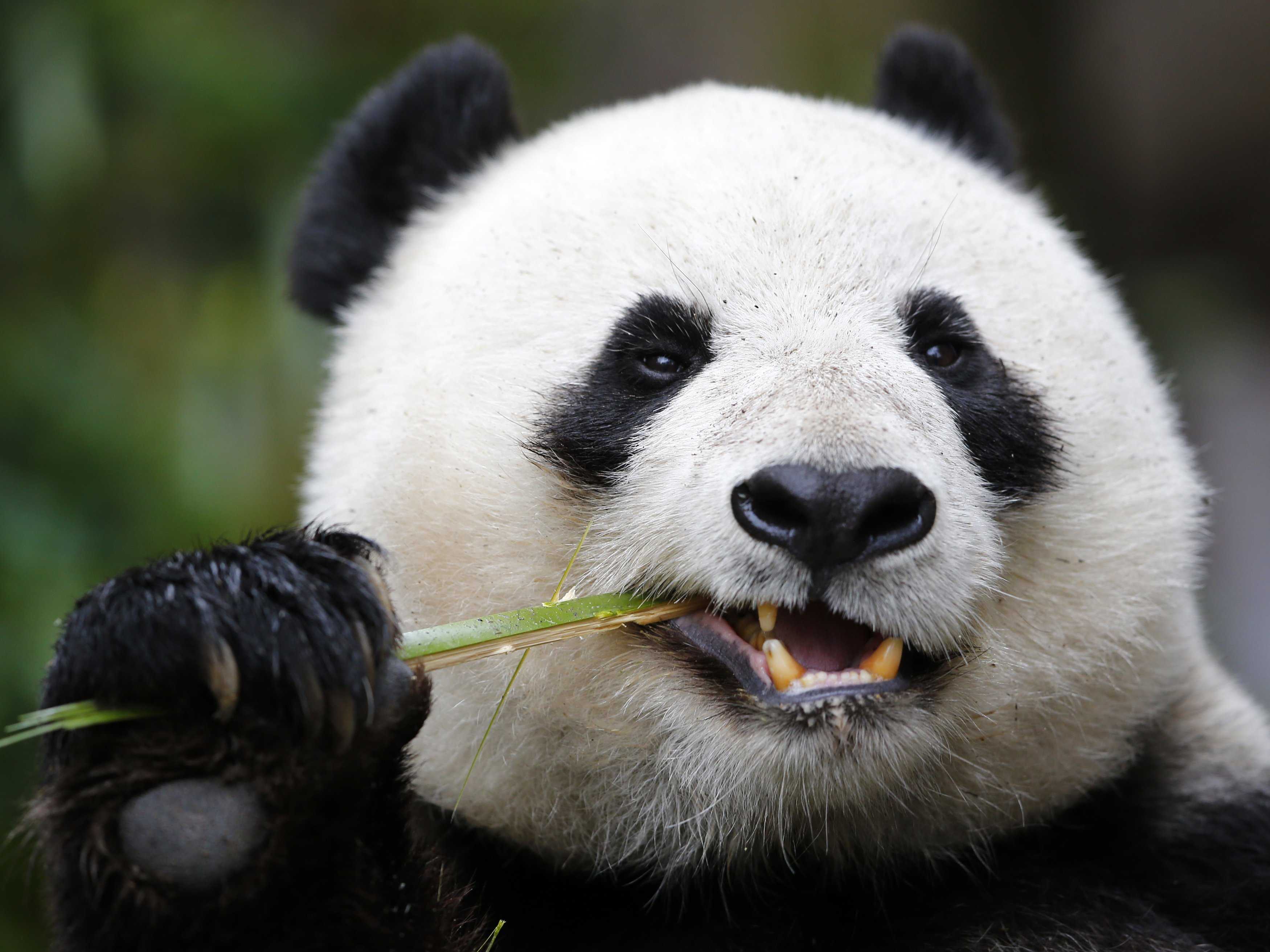 Vemhesnek tettette magát egy állatkerti panda, hogy kiváltságokhoz jusson