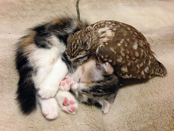 A kiscica és a bagoly elképesztő barátsága