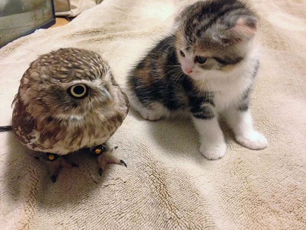 kitten-owl-best-friends-fuku-marimo-hukulou-coffee-japan-42