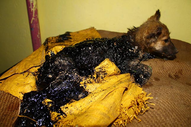 Megható - így mentették meg a kátrányba esett kutyust - videó