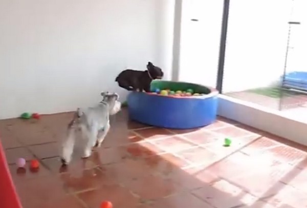 Ez történik, amikor egy kutya először lát labda kupacot- videó