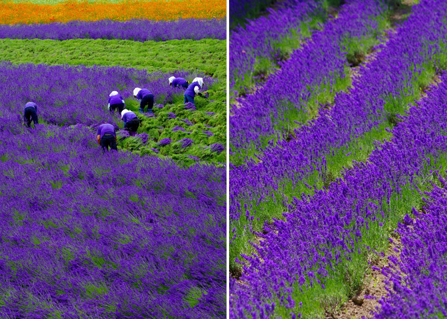 lavender-fields-harvesting-2 (1)