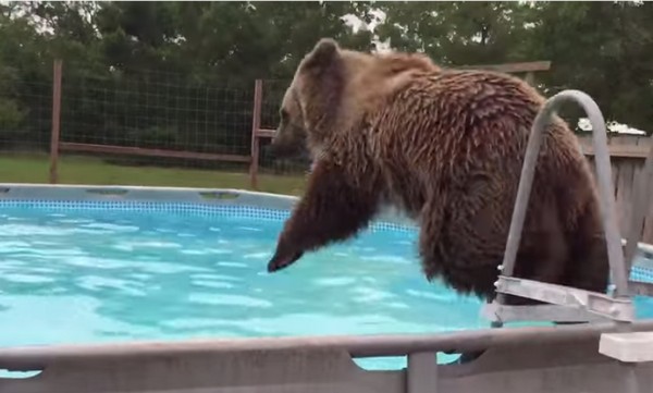 Ezt látni kell! Így élvezi a medencézést a nagy maci- videó