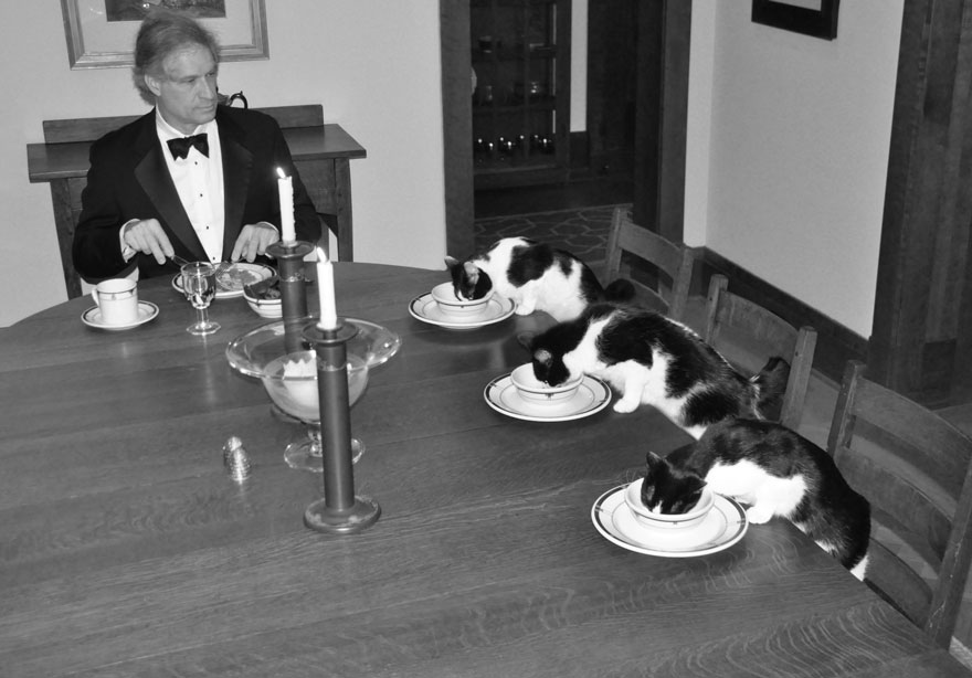 Felesége távollétében a férfi elegáns vacsorát rendezett a macskáinak