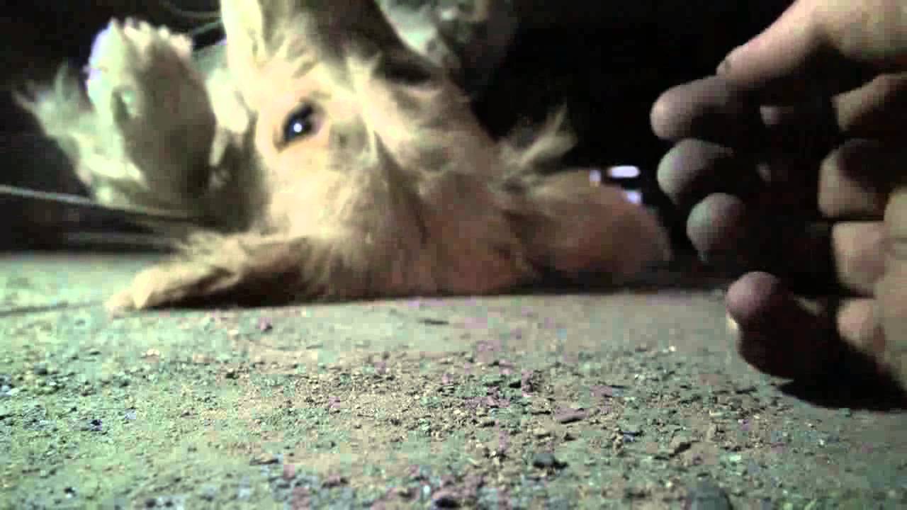 Pánikba esett, beszorult kutyust mentettek meg az állatvédők - megható videó