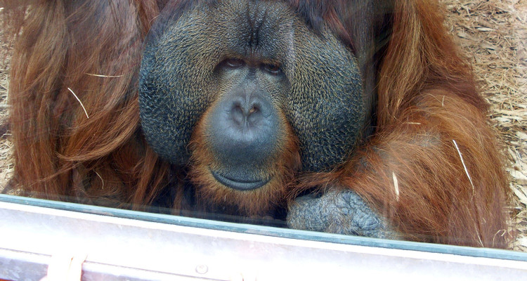 orangutan-header-750x400