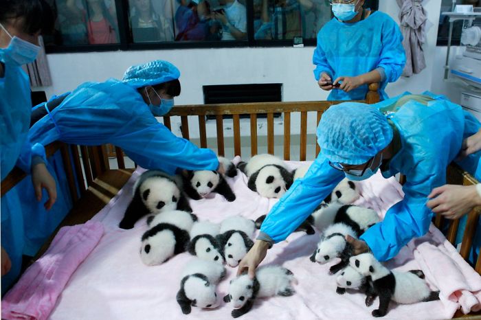 Breeders take care of giant panda cubs inside a crib at Chengdu Research Base of Giant Panda Breeding in Chengdu, Sichuan province, September 23, 2013. Fourteen new joiners to the 128-giant-panda-family at the base were shown to the public on Monday, according to local media. REUTERS/China Daily (CHINA - Tags: SOCIETY ANIMALS TPX IMAGES OF THE DAY) CHINA OUT. NO COMMERCIAL OR EDITORIAL SALES IN CHINA