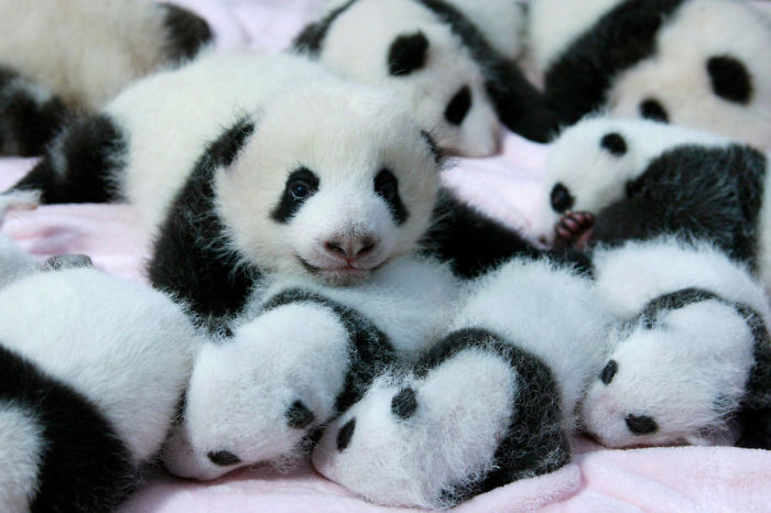 Giant panda cubs lie in a crib at Chengdu Research Base of Giant Panda Breeding in Chengdu, Sichuan province, September 23, 2013. Fourteen new joiners to the 128-giant-panda-family at the base were shown to the public on Monday, according to local media. REUTERS/China Daily (CHINA - Tags: SOCIETY ANIMALS TPX IMAGES OF THE DAY) CHINA OUT. NO COMMERCIAL OR EDITORIAL SALES IN CHINA