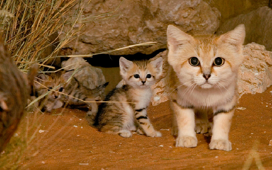 Képek az igazán aranyos sivatagi macskákról