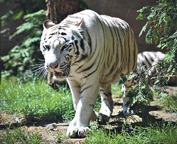 Tigris támadta meg a gondozót egy floridai állatkertben