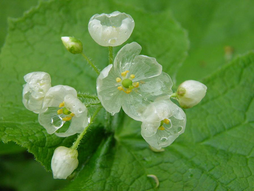 A különleges virágok átlátszóvá válnak, amikor esik az eső