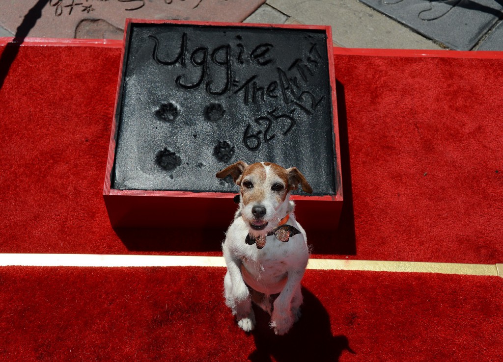 Uggie, the dog who starred in the Academy Award-winning film "The Artist," is honored with a hand and paw print ceremony outside Grauman's Chinese Theatre in Hollywood, California, June 25, 2012. The ceremony marked Uggie's retirement from acting.    AFP PHOTO/ROBYN BECK