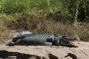 Megháromszorozódott a krokodilok száma az utóbbi harminc évben Nyugat-Ausztráliában