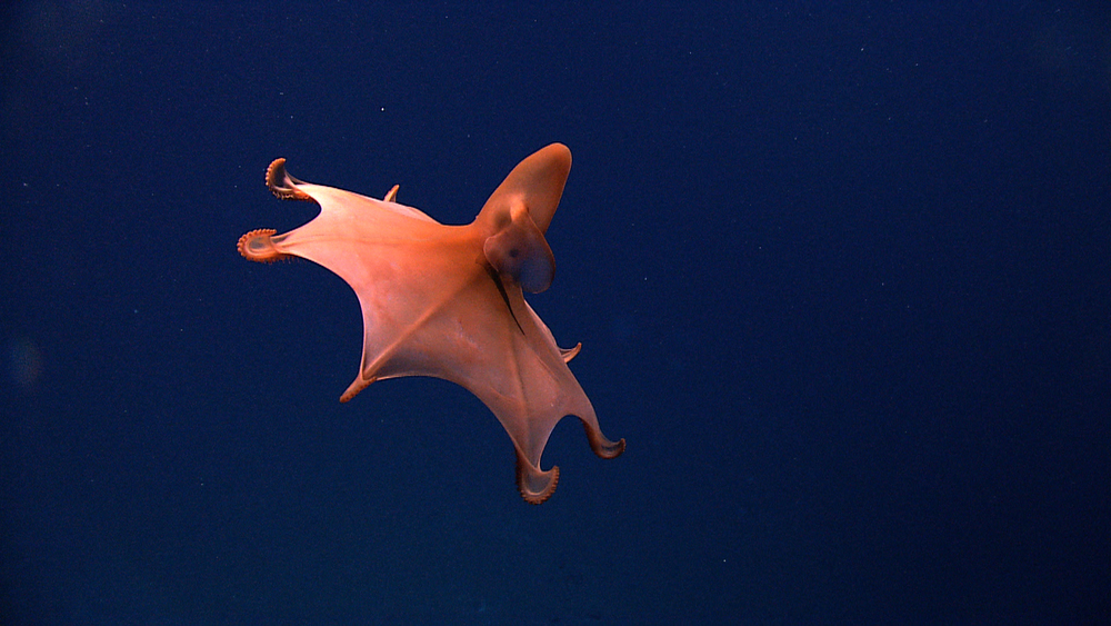 Újabb csodás fajokat fedeztek fel az óceán mélyében