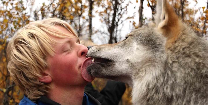Csodás farkas simogató egy norvég parkban