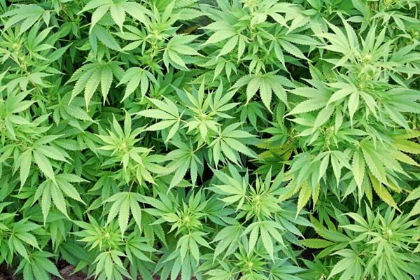 Kannabiszt termesztett egy monorierdői férfi