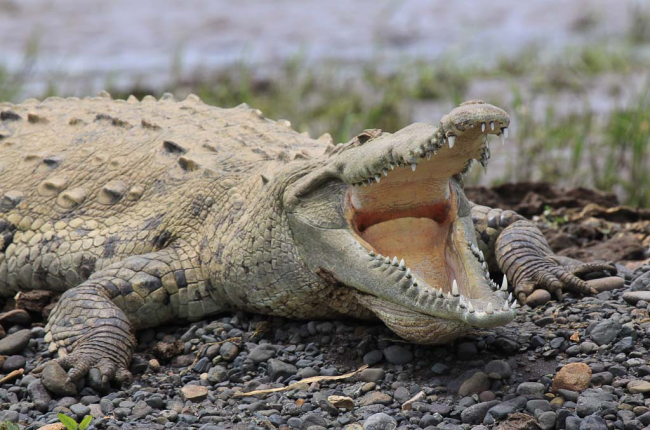 A bátor anya a krokodiltól mentette meg 5 éves kisfiát