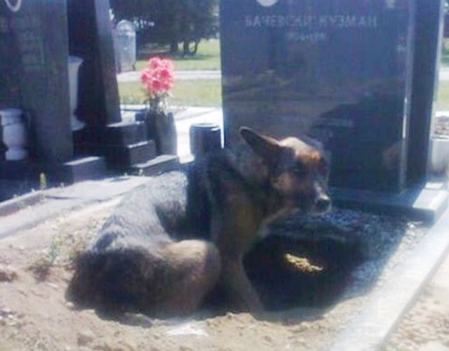 Szívszorító dolgot tett a hűséges kutya gazdája sírjánál – fotó