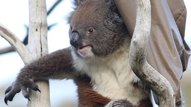 Döbbenetes, hogy mit akart a quadot üldöző koala – videó