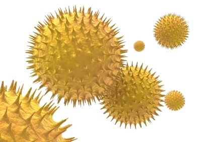 Pollenhelyzet - Több területre riasztást adtak ki a parlagfű miatt