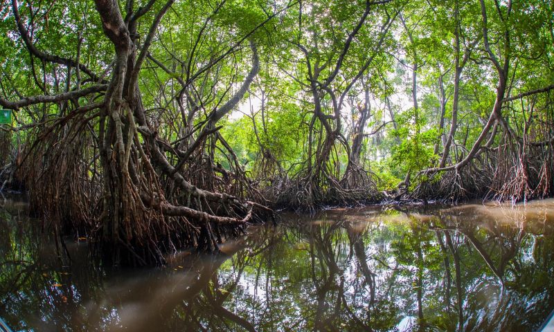 Sri Lanka-is mangrove erdő