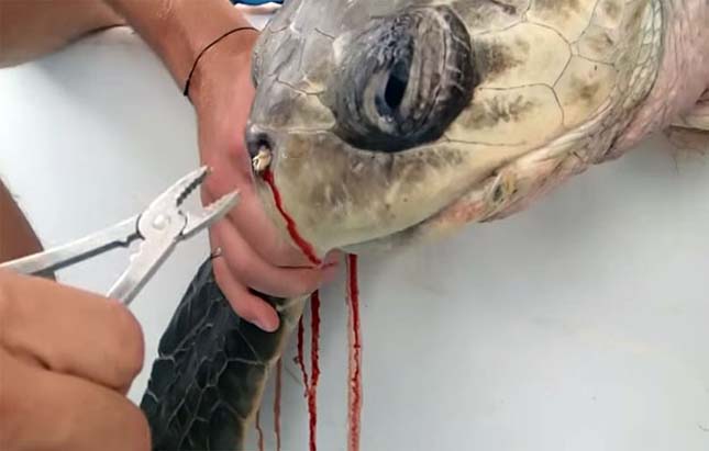 Tengerbiológusok húzták ki a teknős orrából a 12 centis szívószálat – videó