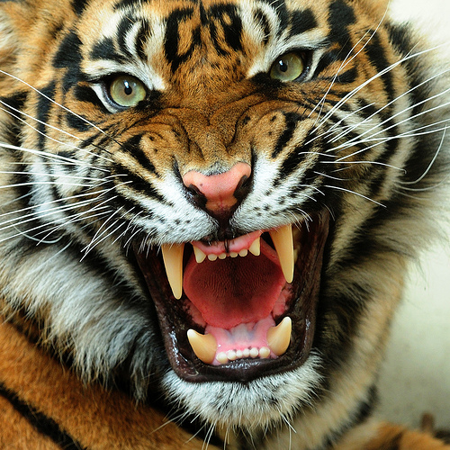 Tigris mart halálra egy óvatlan vadasparki látogatót Kínában