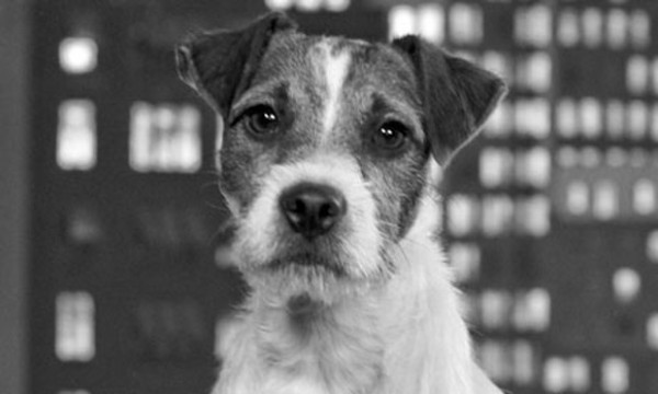 Meghalt Uggie, A némafilmes c. film híres kutyája