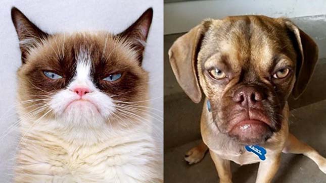 Earl, a zsémbes kutyakölyök lehet Grumpy Cat új vetélytársa?