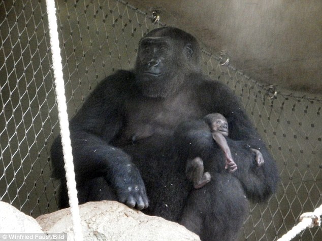 Több napja halott kicsinyét hurcolta magával a gorillamama – szívszorító fotók