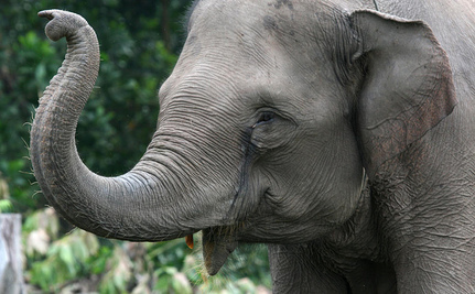Agyaráért gyilkolták meg a közkedvelt szumátrai elefántot -  megrázó fotók