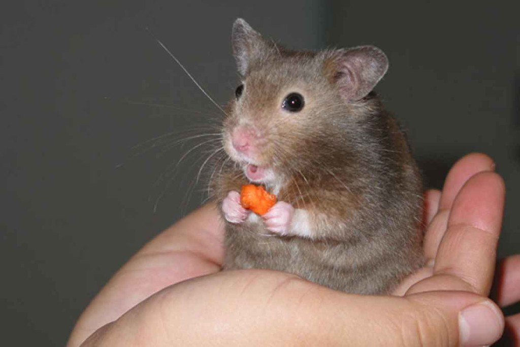 800px-Hamster_in_hand