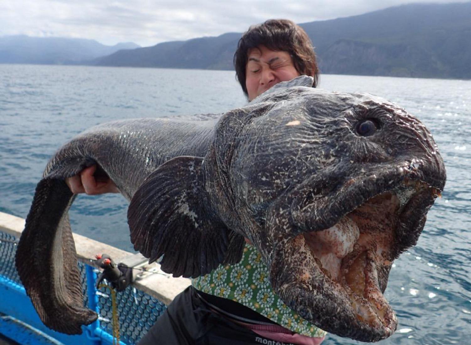Giga tengeri szörnyet fogott egy japán halász