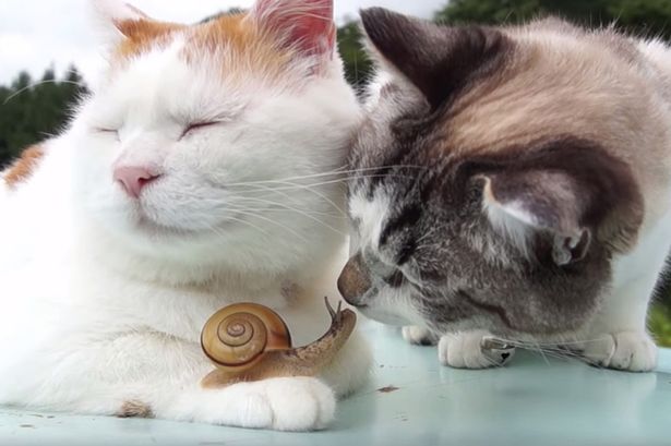 Plátói kapcsolat egy cica és a csigája között – videó