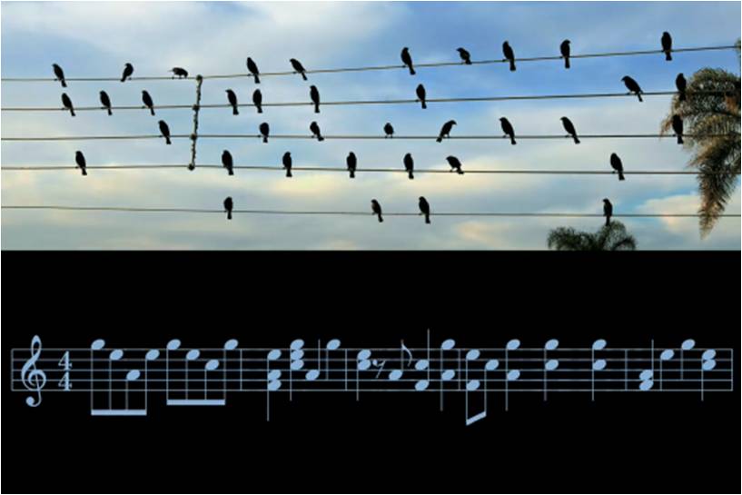 Kottát írt a vezetékeken ülő madarakból, csodálatos melódiát kapott – videó