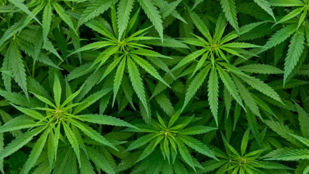 Kannabiszt termesztett az erdőben két tabi fiatalember