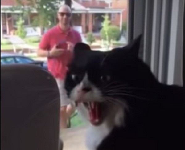 Őszinte reakció egy macskától az új családtag miatt- videó
