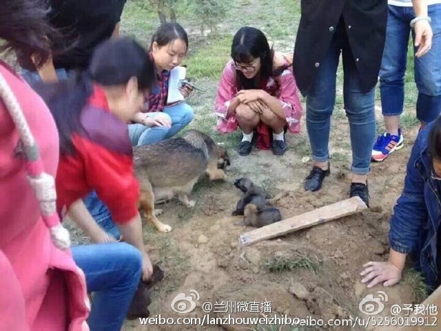 Élve eltemetett kutyakölyköket ástak ki a hallgatók Kínában – fotók