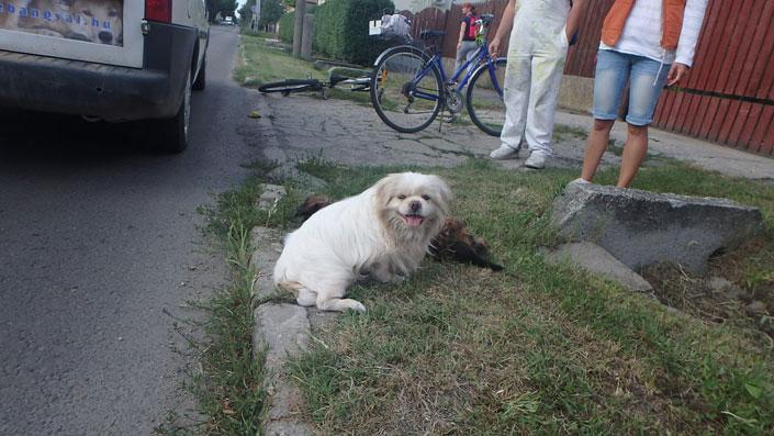 Kutyus gyászolta elütött társát egy szegedi utcán – szívszorító fotó