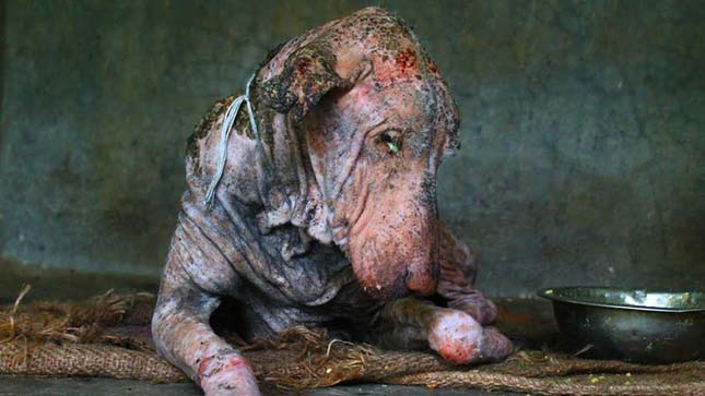 Utcán élő beteg kutyust mentettek meg az állatvédők – szívszorító videó