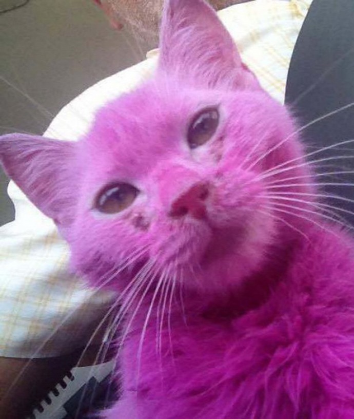 Кошка розовая глаза. Розовая кошка. Розовый котенок. Кошка розового цвета.