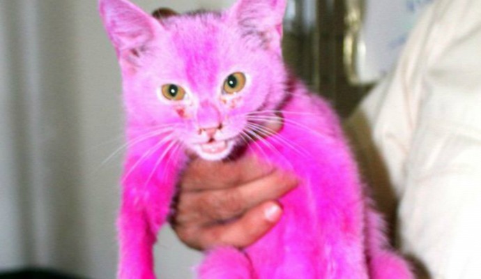 Rózsaszínre festett, megkínzott cicát mentettek meg az állatvédők